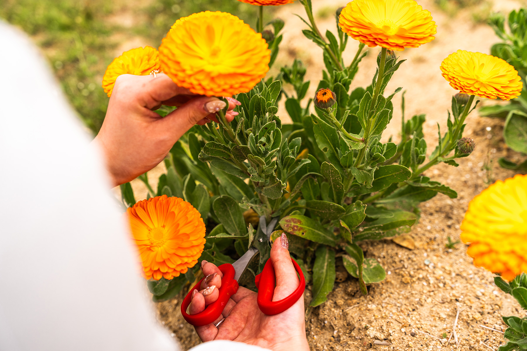 Pick flowers and herbs.