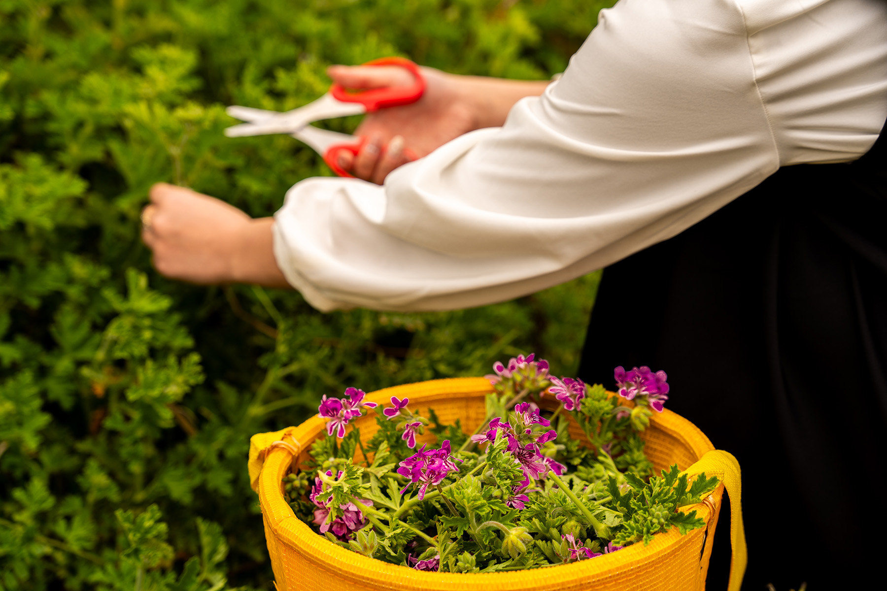 Pick some herbs.